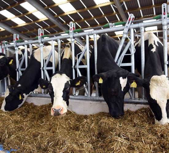 Maintaining performance and profitability while reducing overall inputs