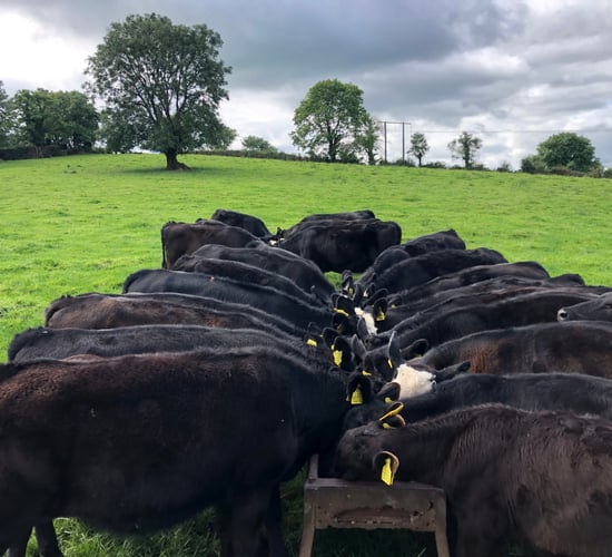 Beef-sired calf births more than double dairy-sired births