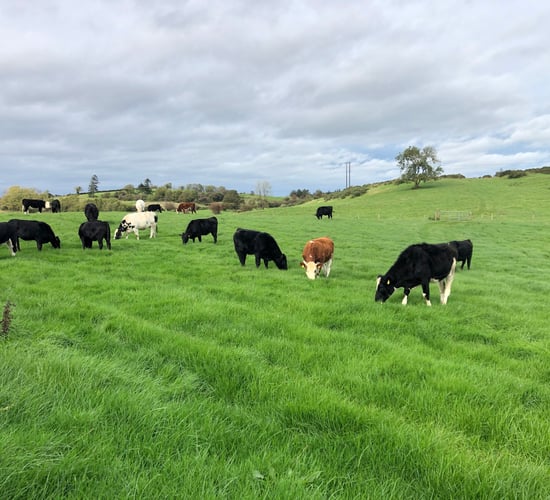 Reducing environmental impact of farming - there's an app for that