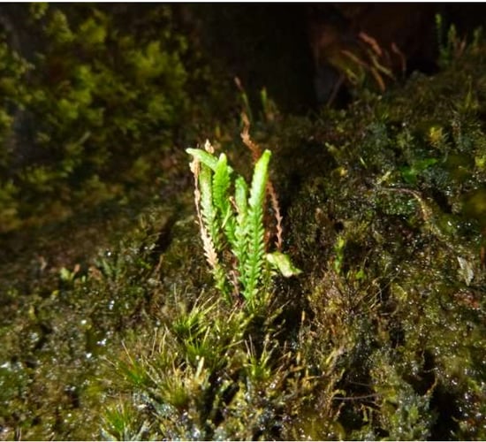 Second population of rare fern discovered in Killarney National Park