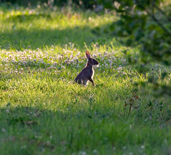 World Habitat Day: Remember the food and shelter that hedges provide
