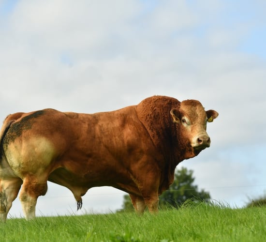 Limousin bull show and sale set for Athenry tomorrow