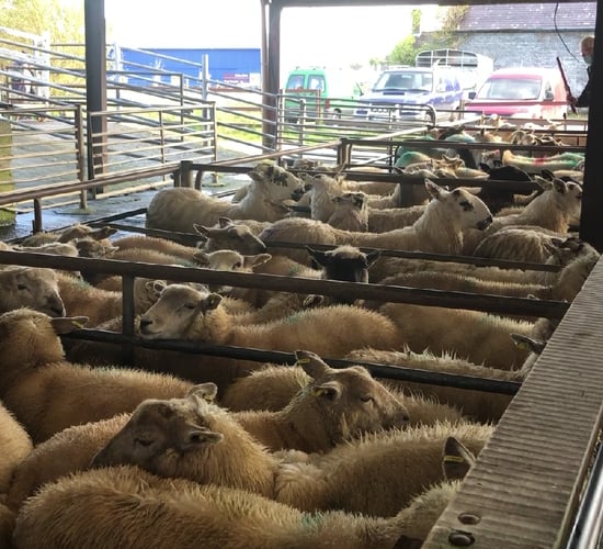 Sheep trade: Lamb prices see 5-10c/kg lift
