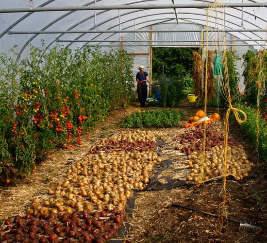 More supports needed for small scale local production