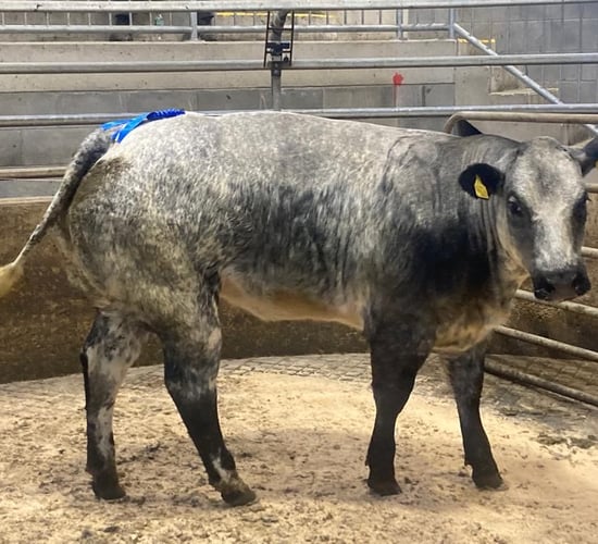 Roan-blue weanling heifers cross €4.56/kg at Carnew Mart