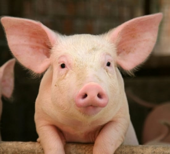 NI pig industry issues is making the sector 'unsustainable' - Sugden