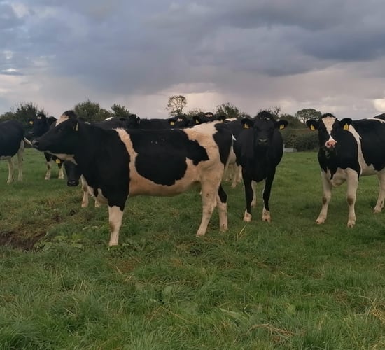 Possextown herd dispersal sale achieves top price of €2,700
