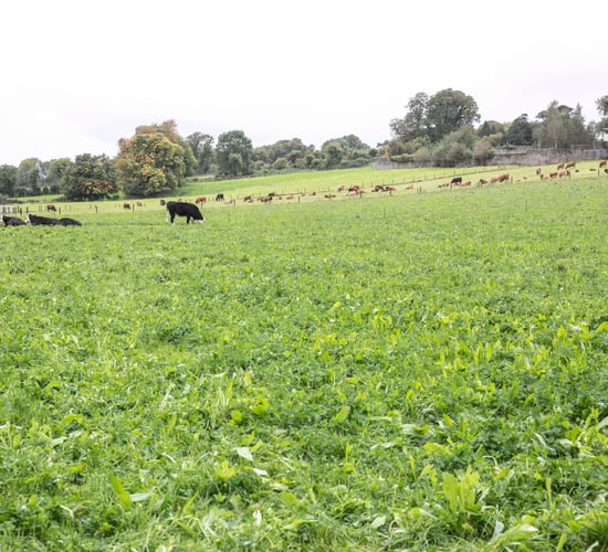 Community Employment and Rural Social Scheme reformed