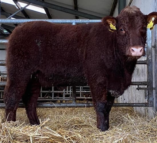 Salers Cattle Society to host annual show and sale tomorrow