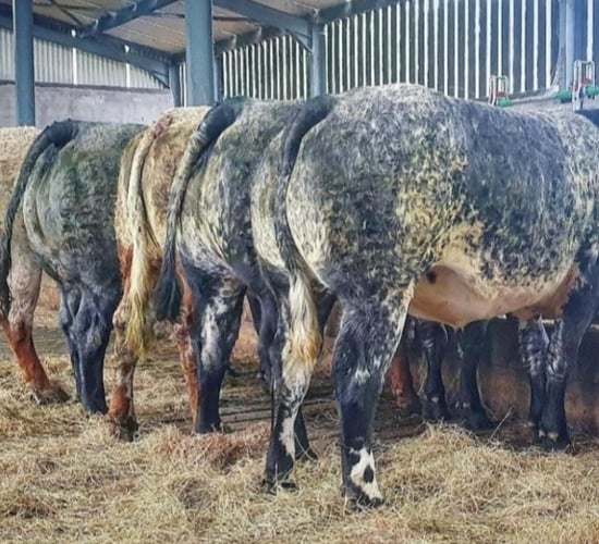 Special sale of 'high-end' heifers set for Elphin this Friday
