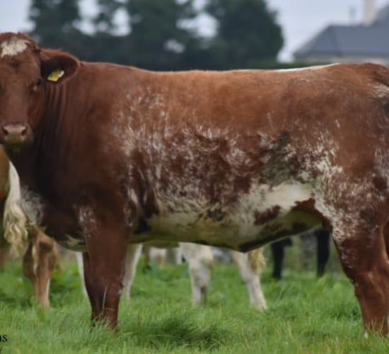 Tuam Mart to host special sale of quality in-calf heifers