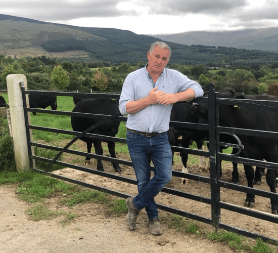 Beef Focus: Producing Wagyu beef from dairy and suckler dams