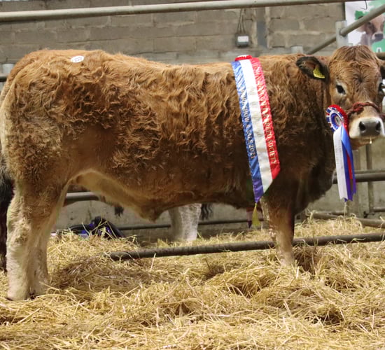 Aubrac Society sale sees in-calf heifer take top price