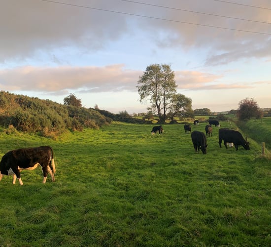 European Commission moves to adopt PGI for 'Irish Grass Fed Beef'