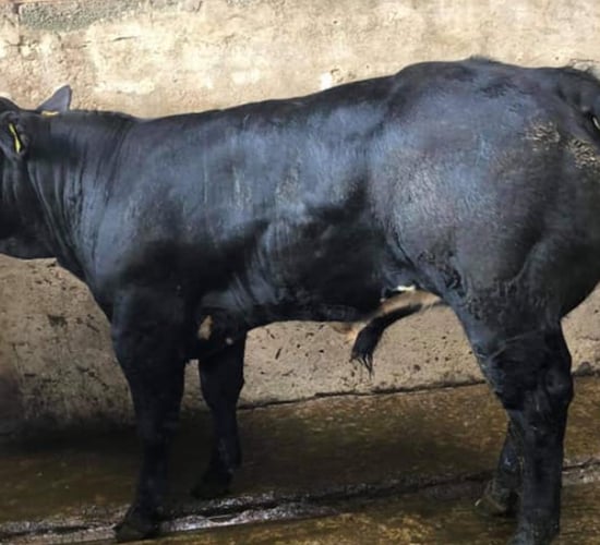 Quality weanlings 'in high demand' at Dowra Mart