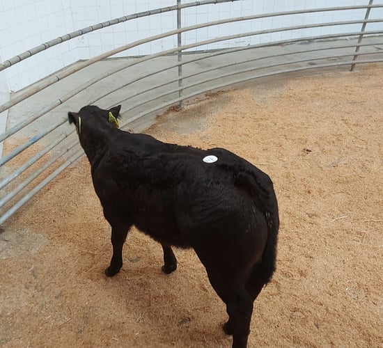 Calf trade: Numbers remain high at Enniscorthy Mart