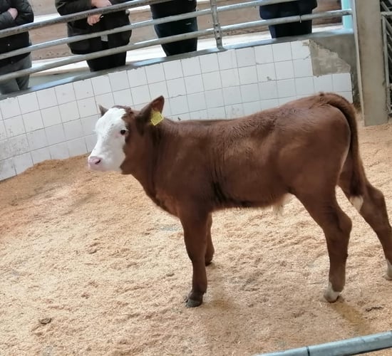 Autumn calf sales kick-off at marts