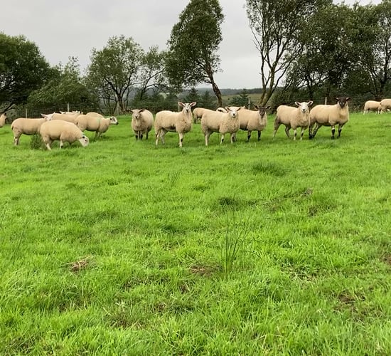 Is it cost-effective to finish lambs on concentrates?