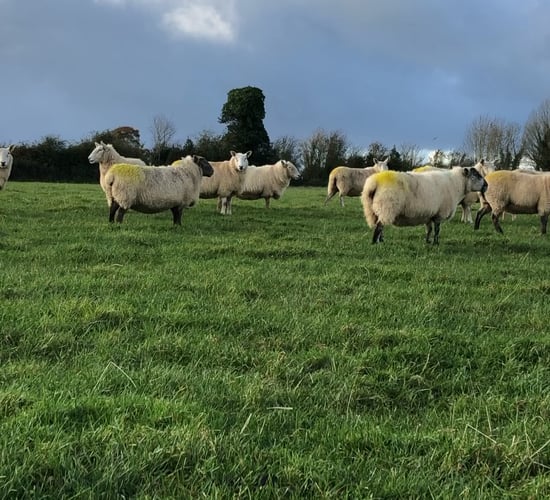 Two further cases of bluetongue confirmed in livestock in Kent