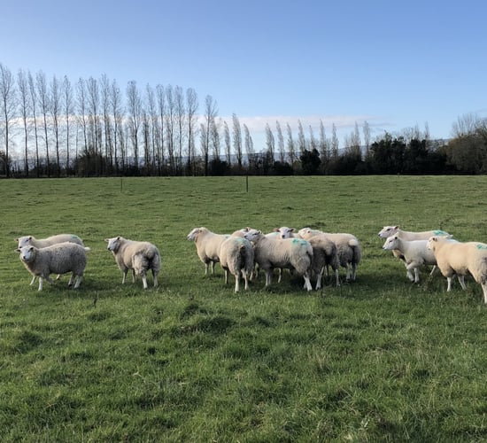 '€9/kg for lambs to be got' as farmers hold back to get weights up
