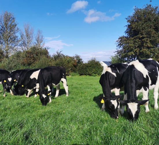 Cashel Mart's second 'virtual sale' sees prices surpass €1,800