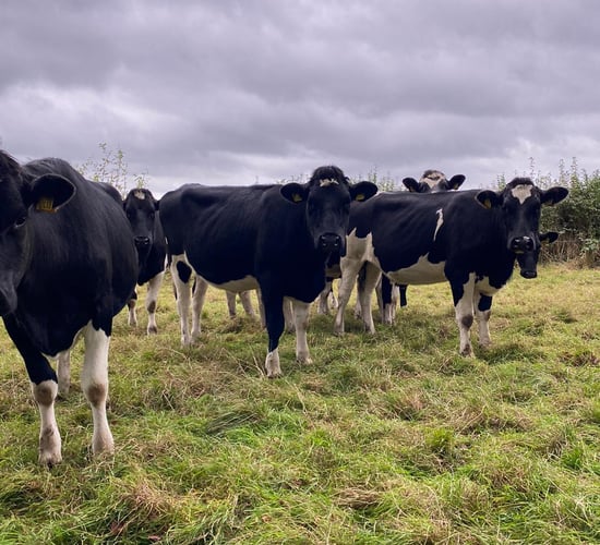 High EBI 'virtual sale' returns to Cashel Mart this Friday