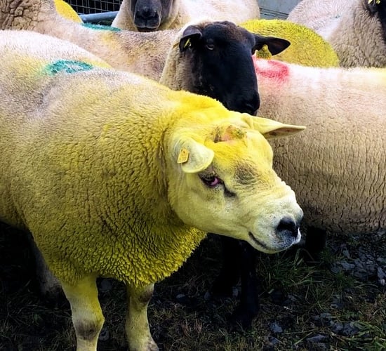 Raddling rams this breeding season: Why it is a must