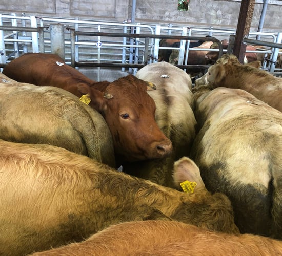 Beef: 'Answers wanted on punishing 40c/kg gap' between Irish and UK R3s
