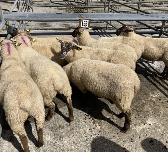 Shortage of lamb imports forecast for the UK Christmas period