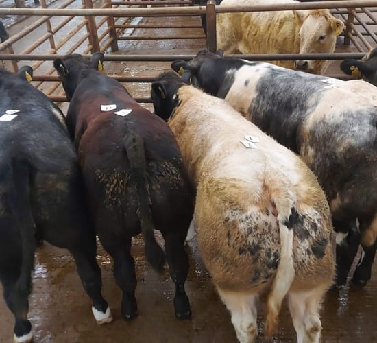 DAFM: 'No meeting sought by exporters on weanling health concerns'
