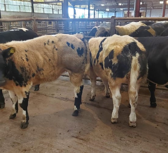Weanling Belgian Blue heifers hit €4.53/kg at Enniscorthy