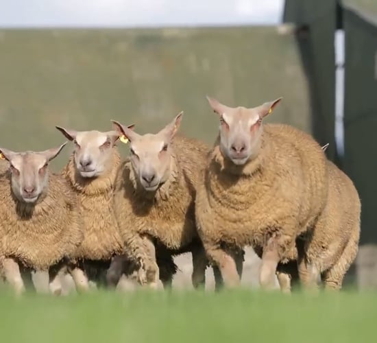 Slick Chix Production Sale sees prices top €3,300 for a ewe lamb