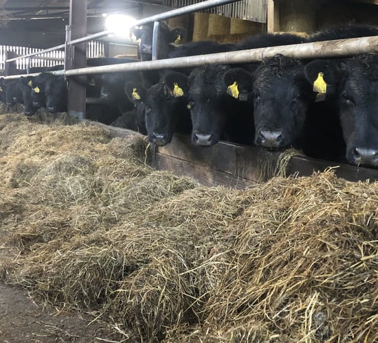 Meeting specifications is key to maximising beef price