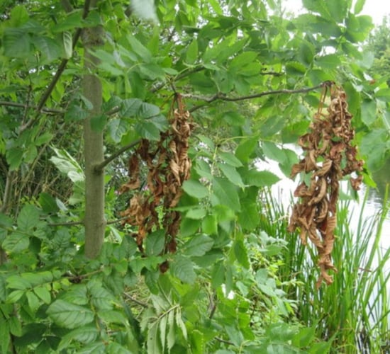 Storm Floris exposes danger posed by ash dieback - senator
