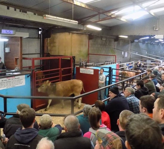 Ballybay Mart manager describes sale cancellation as 'absolute devastation'