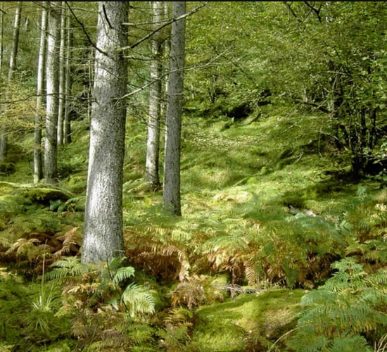 Cavan farmer wins annual forestry award