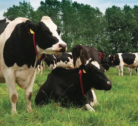 Chewing cud: Signs of rumination in cows