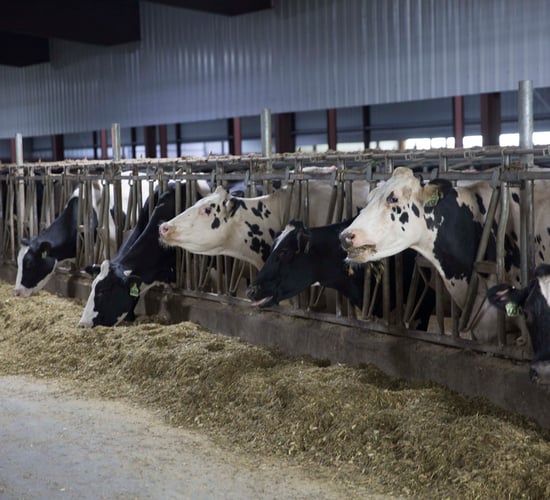 Good hoof health is key to a successful transition