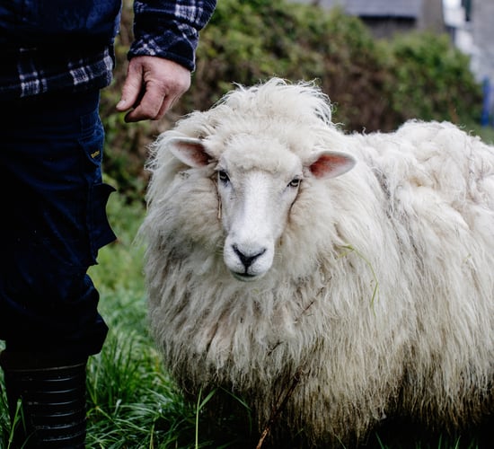 Woollen mills increases number of partner farmers