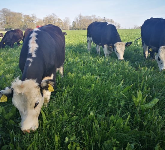 'Tackling endemic disease has a clear impact on farm efficiency' - AHWNI