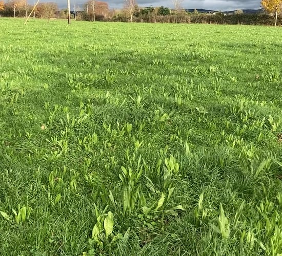 'Multi-species sward driving litres but hitting protein' on Tipperary farm