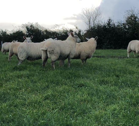 Lamb prices in the north continue to strengthen