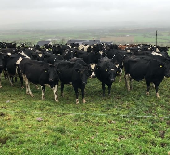 Grazing conditions become challenging on some farms