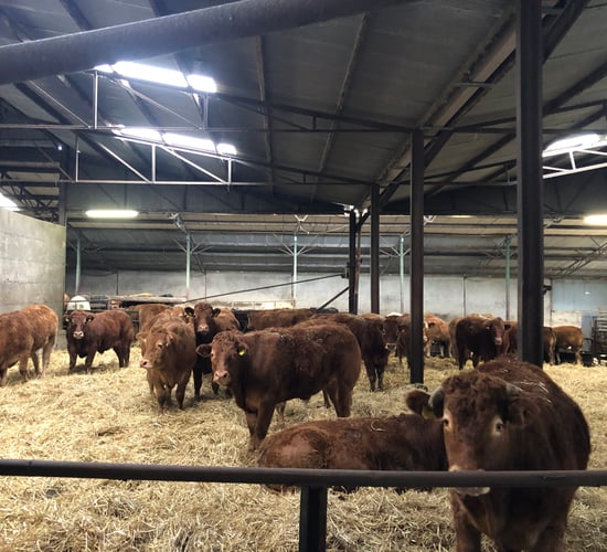 Beef Focus: Winter finishing on straw bedding in Laois