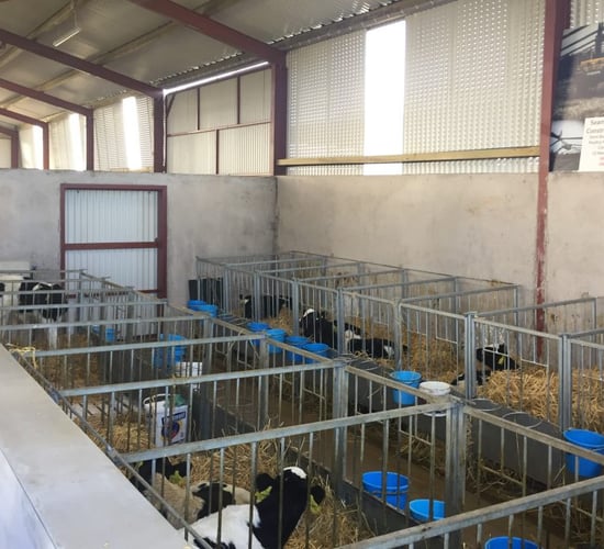Is your calf shed in order for next spring?