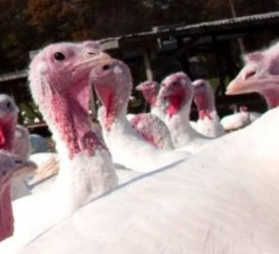 Ireland to receive vaccines for people at higher risk of bird flu