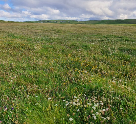 €7.4m for project to improve the conservation condition of Ireland’s machair habitats