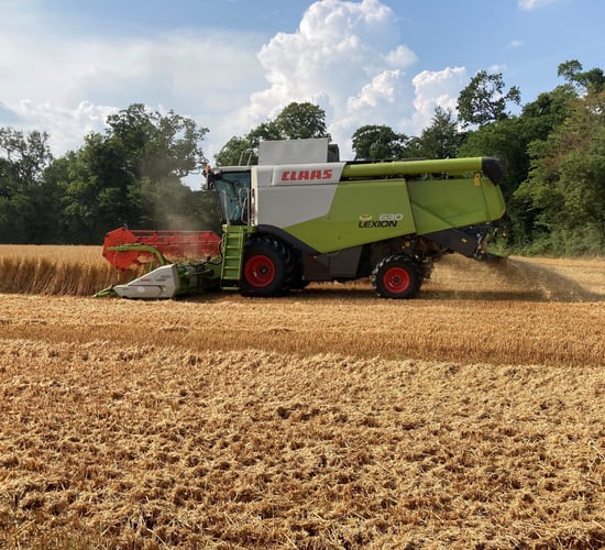 Harvest 2021: Cereal production increased by 21%