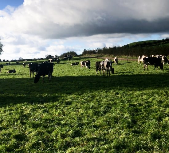 Macra to host farm walk on award-winning dairy farm