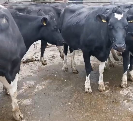 Top call of €1,650 at Tullow Mart dairy sale